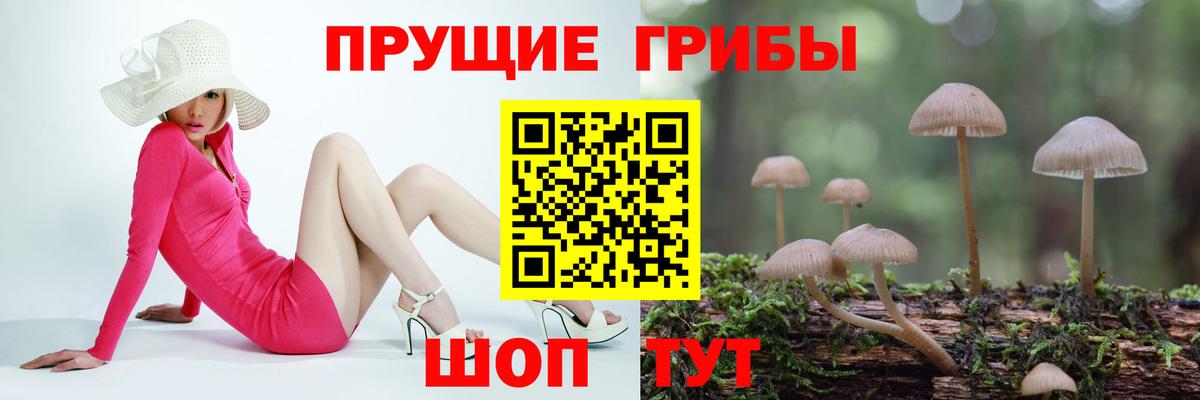 Псилоцибиновые грибы Psilocybe Азнакаево